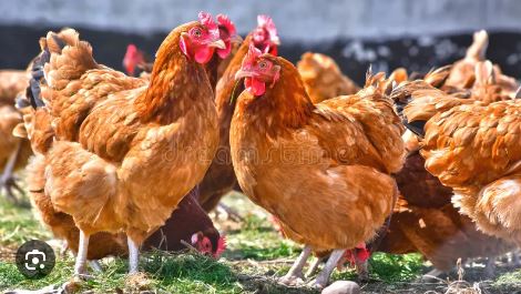 poultry
